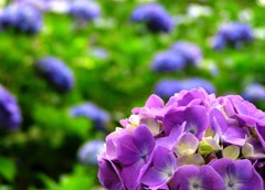 2010.06.18 あじさい屋敷013