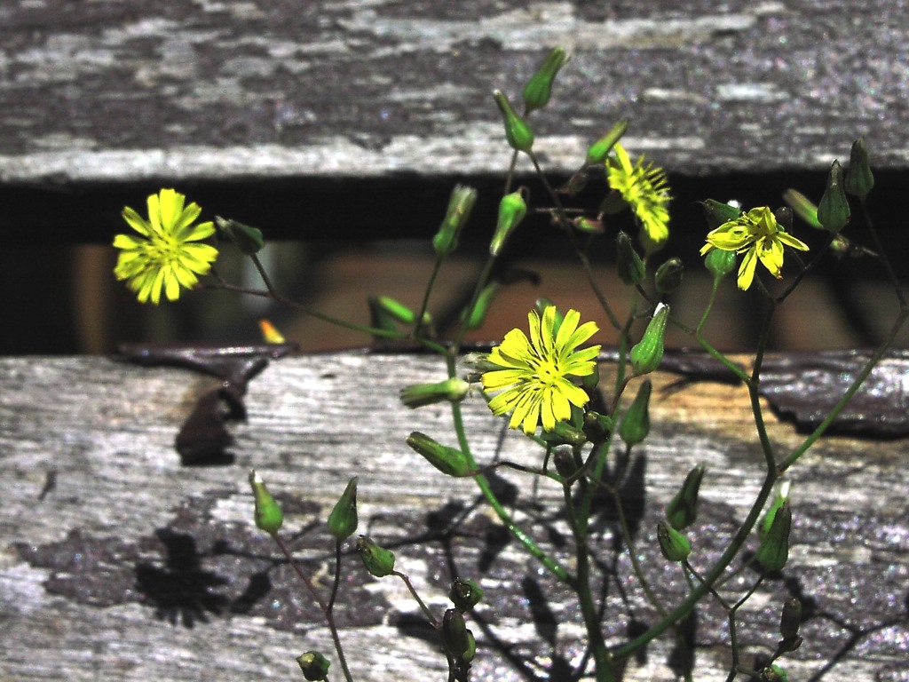 雑草も立派なお花です。