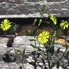 雑草も立派なお花です。