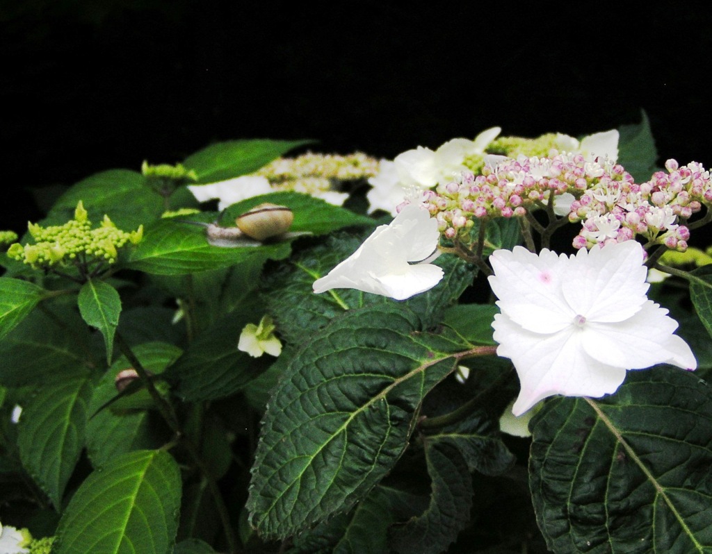 2010-06-08 東金市あじさい13