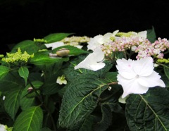 2010-06-08 東金市あじさい13