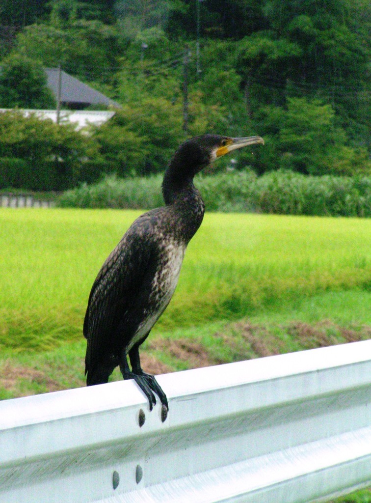 川鵜かな？