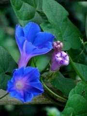 P1010050