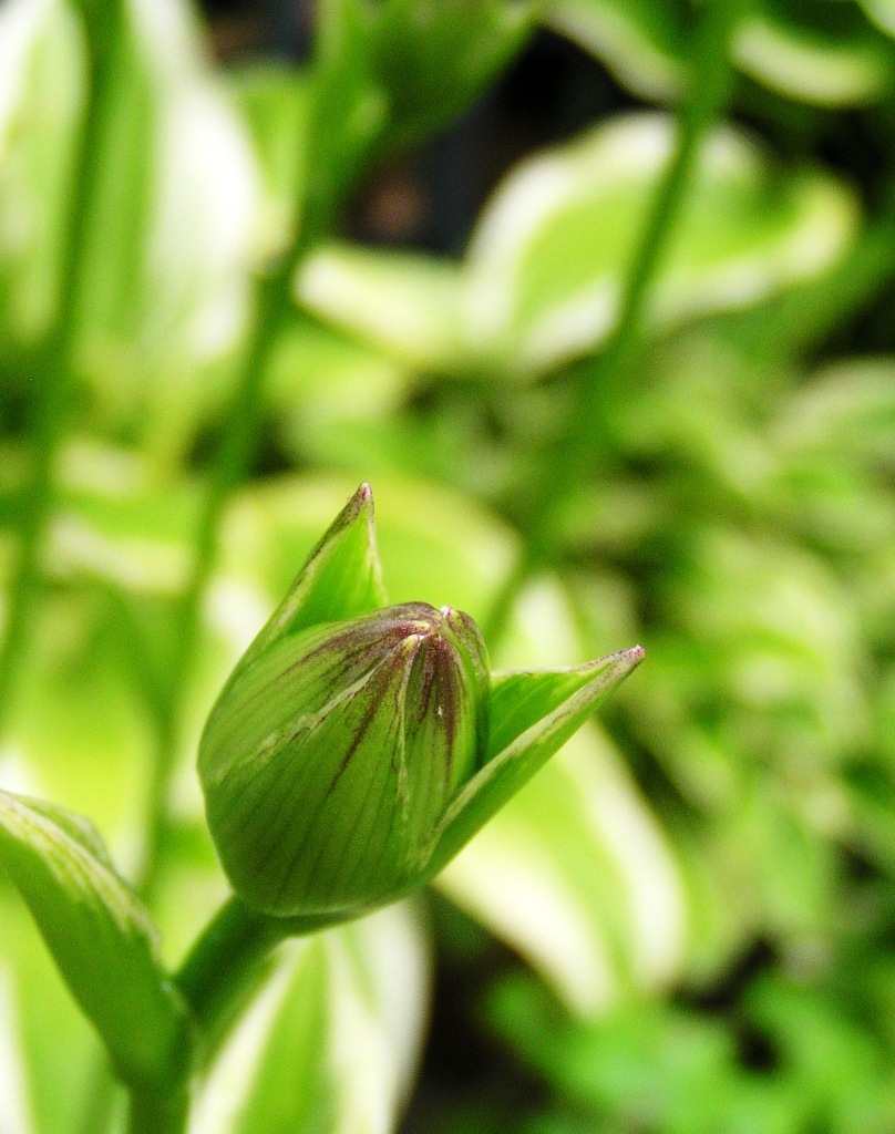 ご近所のお宅のお花3