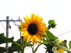 2010-08-01 (1)