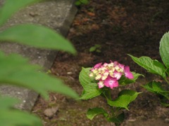 2010.06.18 あじさい屋敷29