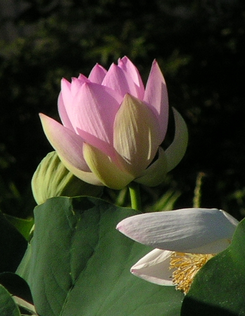 2010-08-06 ハス2