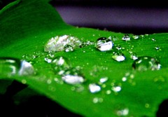 2010-05-24 水宝石2