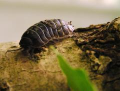 2010-06-24 ダンゴムシ