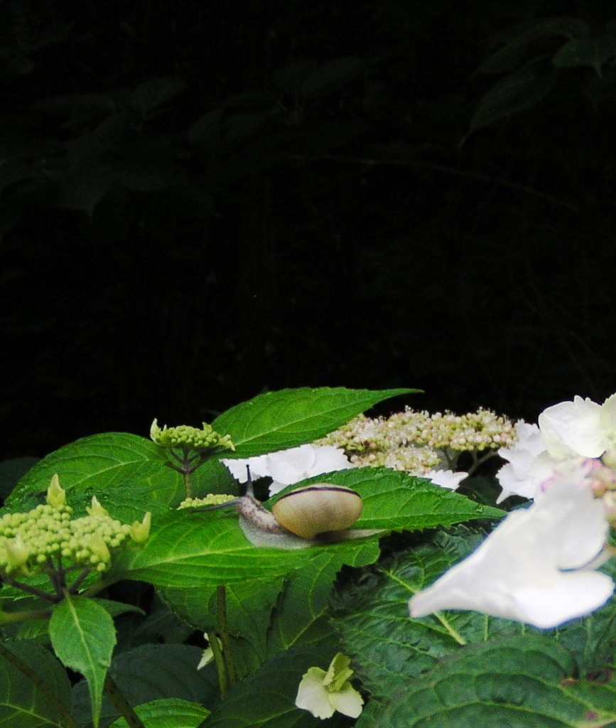 2010-06-08 東金市あじさい14