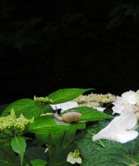 2010-06-08 東金市あじさい14