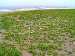九十九里浜　ハマヒルガオ　１