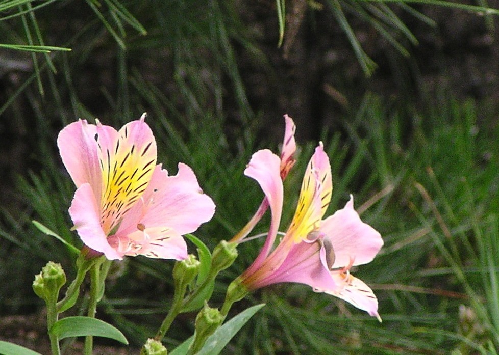 ご近所のお宅のお花2