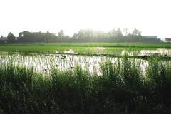 2010-05-21　田んぼ1