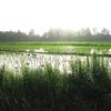 2010-05-21　田んぼ1
