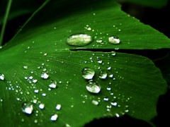 2010-05-24 水宝石5