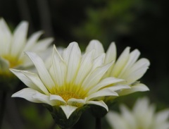 2010-06-06 ご近所 3