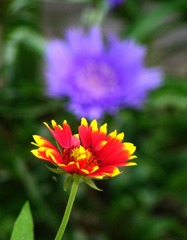 花02