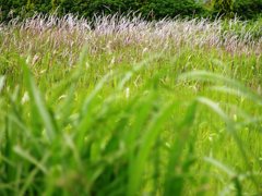2010-05-06 ススキ
