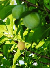2010-06-02 プラム4