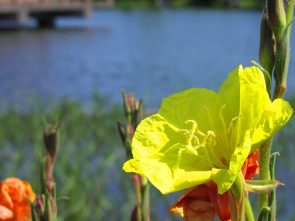 2010-05-13　九十九里町　宮島親水公園18