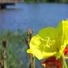 2010-05-13　九十九里町　宮島親水公園18