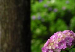 2010.06.18 あじさい屋敷17