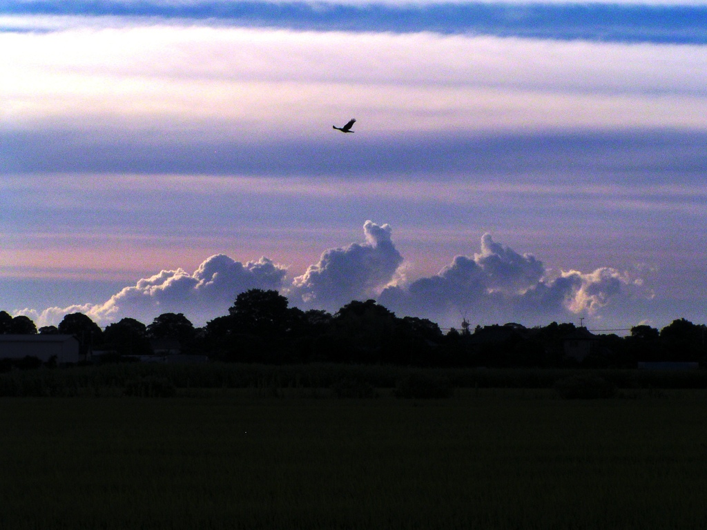2010-07-29 雲2