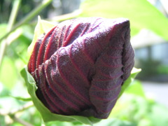 西洋芙蓉