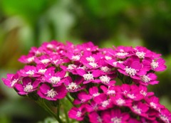 花06