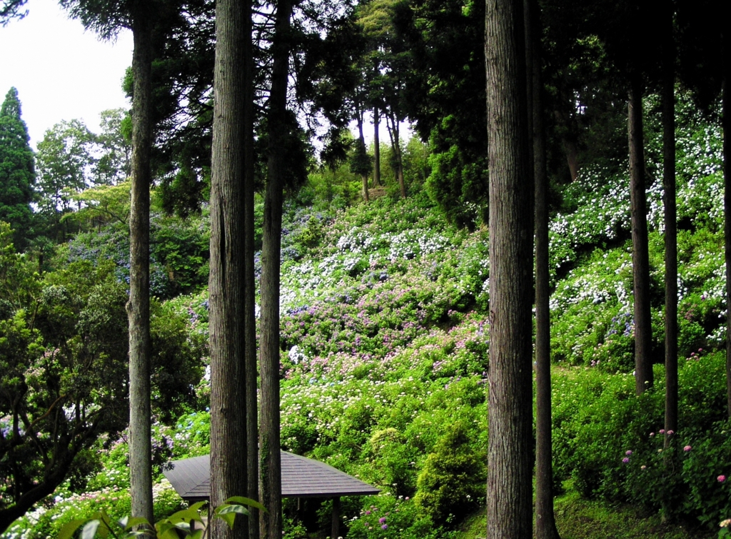 2010.06.18 あじさい屋敷083