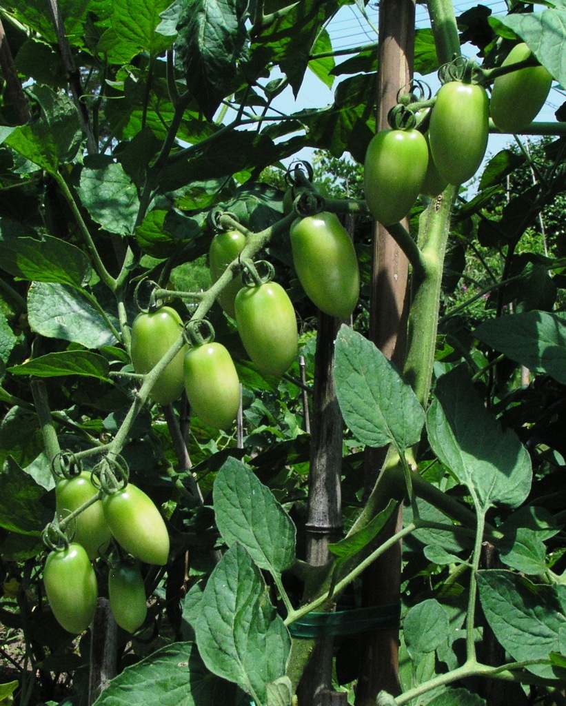 2010-07-21トマト3