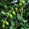 2010-07-21トマト3