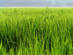 2010-07-24　田んぼの宝石