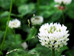 2010-05-10 レンゲ