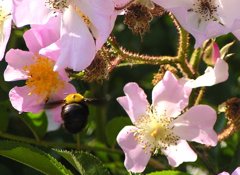 2010-06-06 クマバチ1