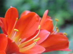 2010-05-07君子蘭 