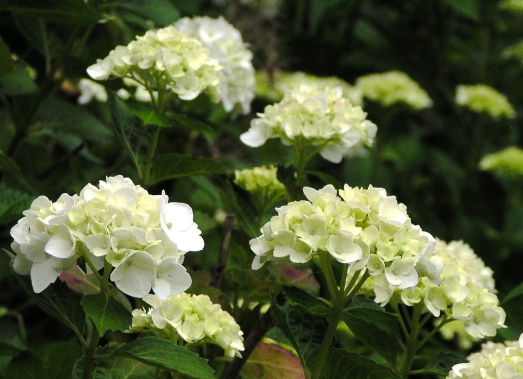 2010-06-08 東金市あじさい08