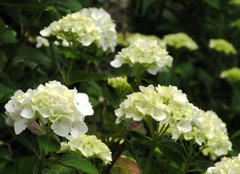 2010-06-08 東金市あじさい08