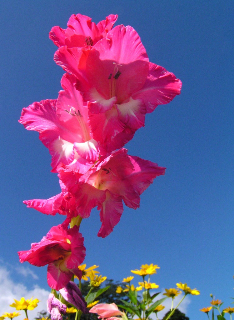 2010-07-18　派手な噴火