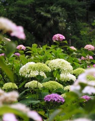 2010.06.18 あじさい屋敷21