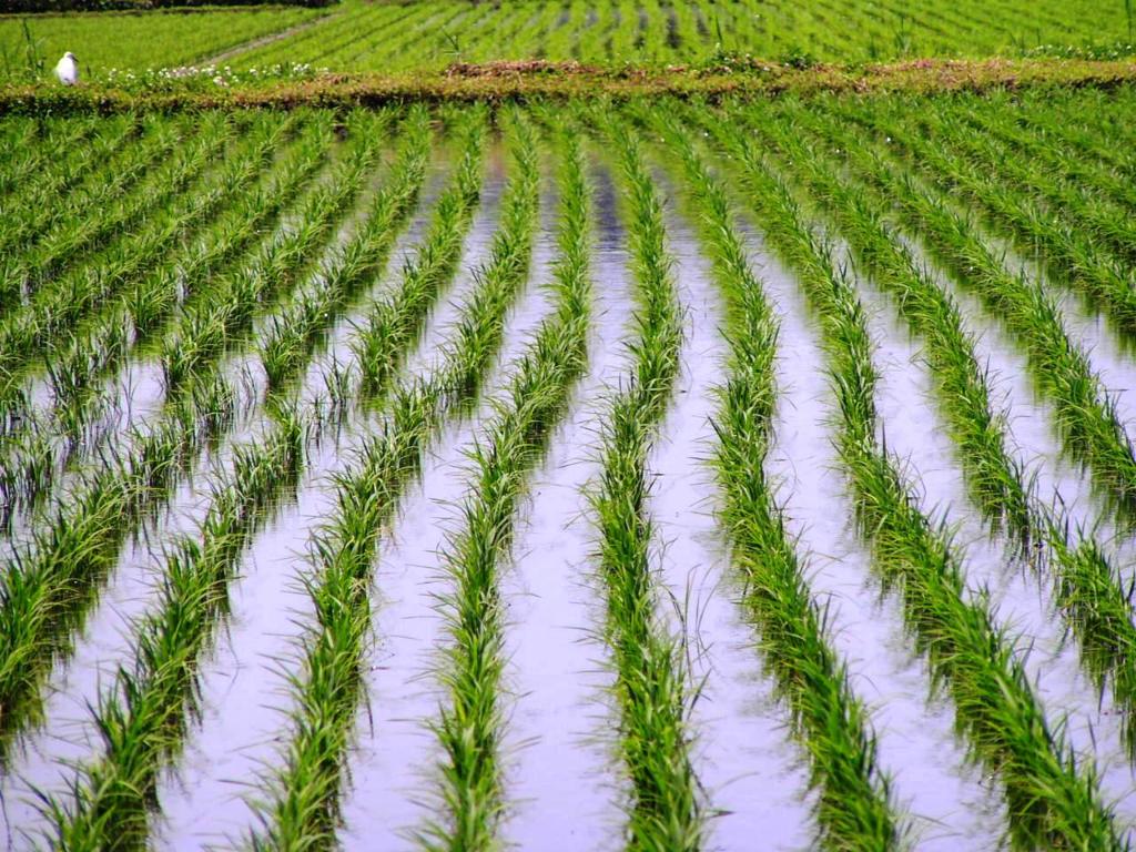 2010-05-21 田んぼ　2