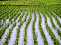 2010-05-21 田んぼ　2