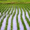 2010-05-21 田んぼ　2