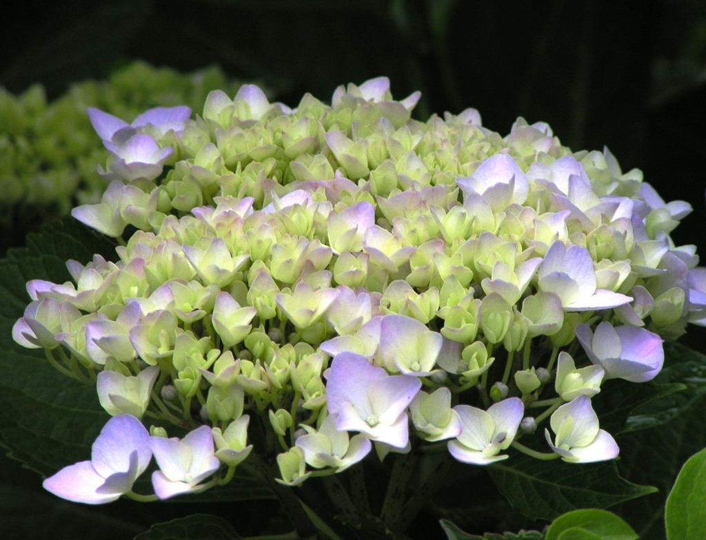 2010-06-08 東金市あじさい05