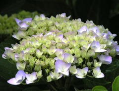 2010-06-08 東金市あじさい05