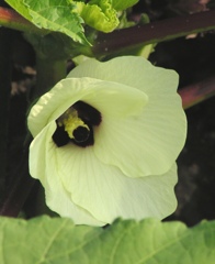 2010-07-24　オクラ