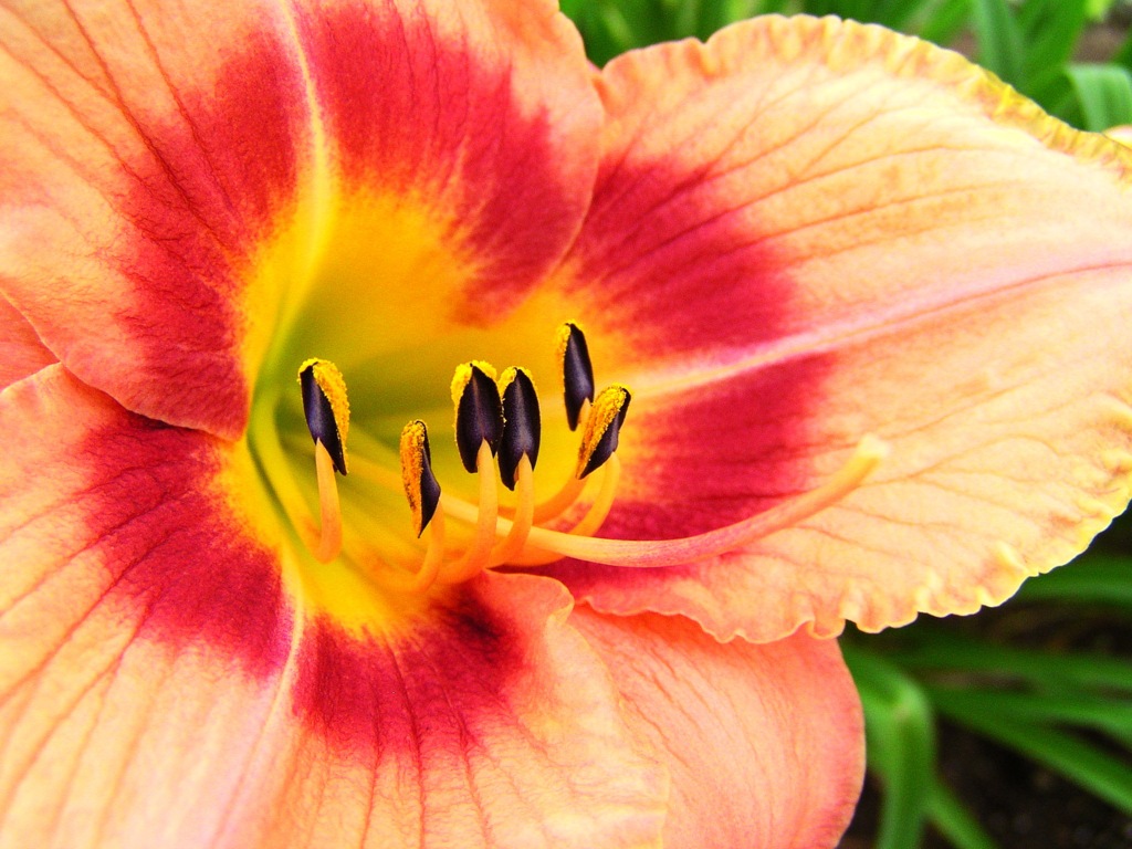 花01
