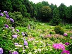 2010.06.18 あじさい屋敷020