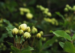 近所のお宅の花 (4)